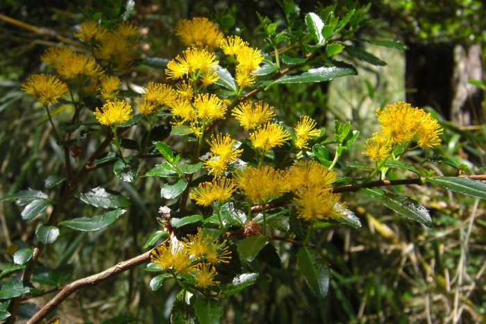 아자라 세라타 - Saw-toothed Azara, Azara serrata