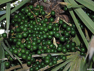 카란데이 야자 사진 - Trithrinax campestris Photos