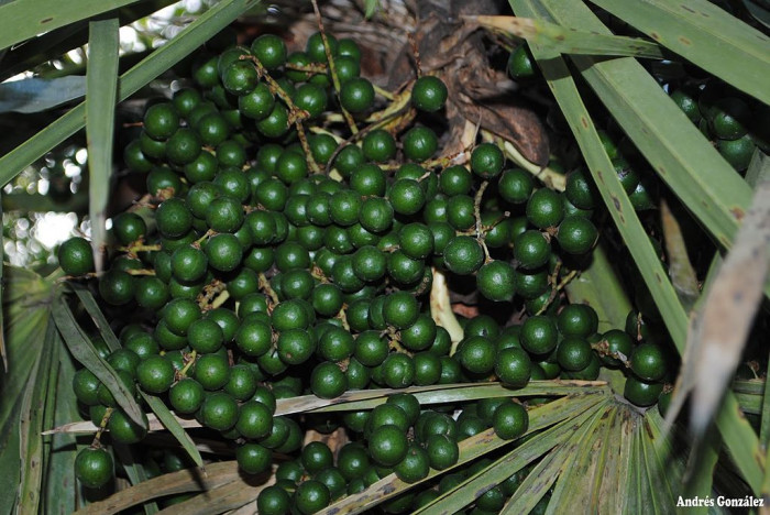 카란데이 야자 - caranday palm, Blue Needle Palm, Trithrinax campestris