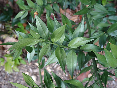 루스쿠스 아쿨레아투스 사진 - Ruscus aculeatus L. Photos