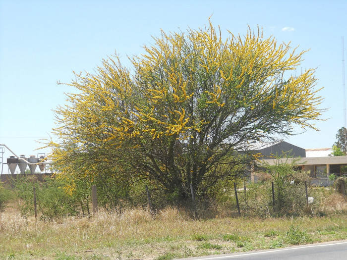 파킨소니아 프레이콕스 - Arbol brea, Parkinsonia praecox