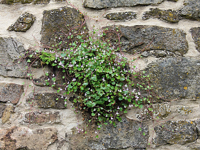 덩굴해란초 사진 - Cymbalaria muralis P. Gaertn., B. Mey. & Scherb. Photos