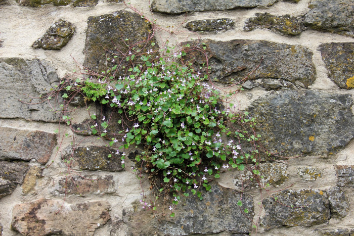 덩굴해란초 - Dulcimer Herb, Cymbalaria muralis P. Gaertn., B. Mey. & Scherb.