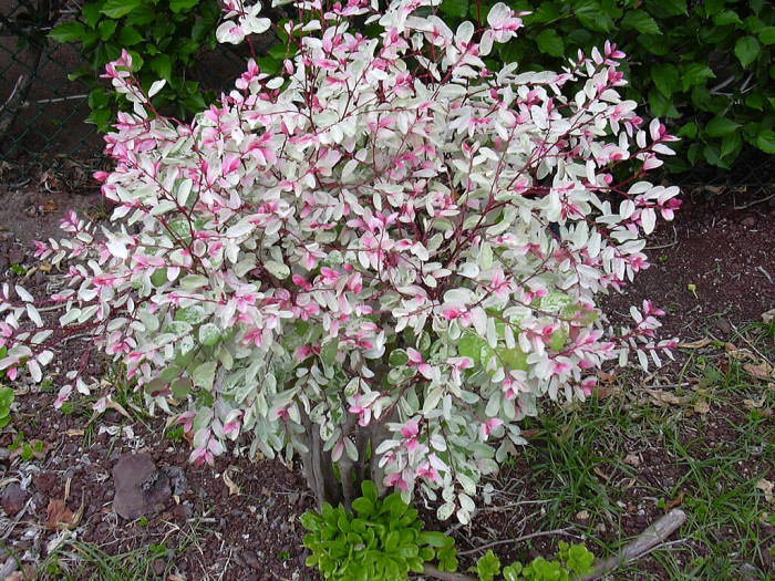 브레이니아 니보사 - Snow Bush, Breynia nivosa 