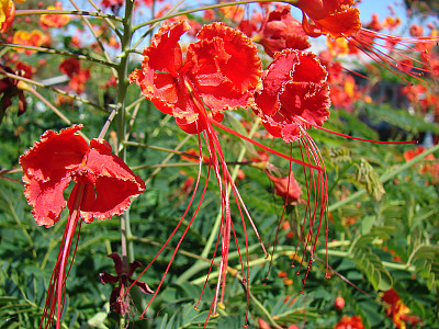 공작화 사진 - Caesalpinia pulcherrima (L.) Sw Photos