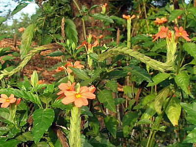 크로산드라 사진 - Crossandra infundibuliformis (L.) Nees Photos