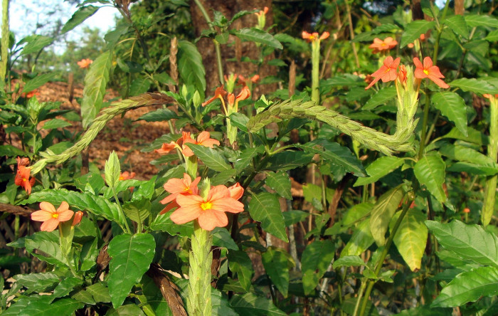 크로산드라 - Firecracker Flower, Firecracker Plant, Crossandra, Crossandra infundibuliformis (L.) Nees