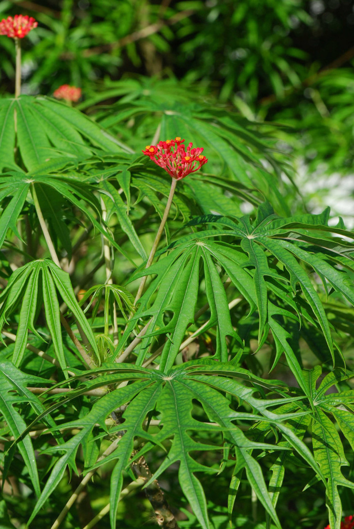 야트로파 물티피다 - Coral Plant, Jatropha multifida