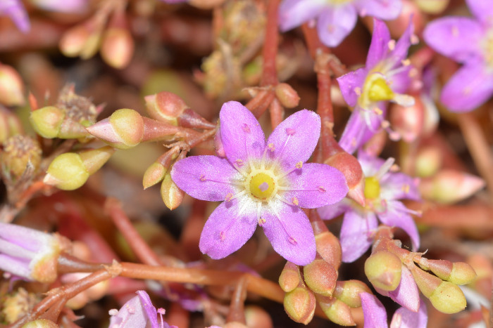 칼란드리니아 - Calandrinia spp.