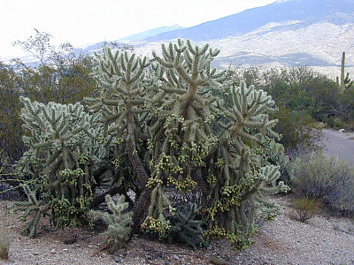 실린드로푼티아 비겔로비이 사진 - Cylindropuntia bigelovii Photos