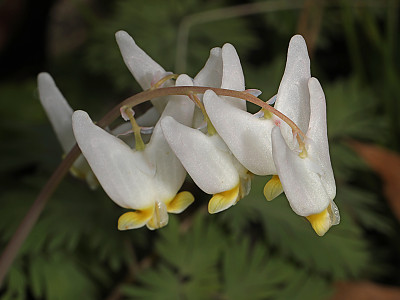 네델란드 금낭화 사진 - Dicentra cucullaria (L.) Bernh. Photos