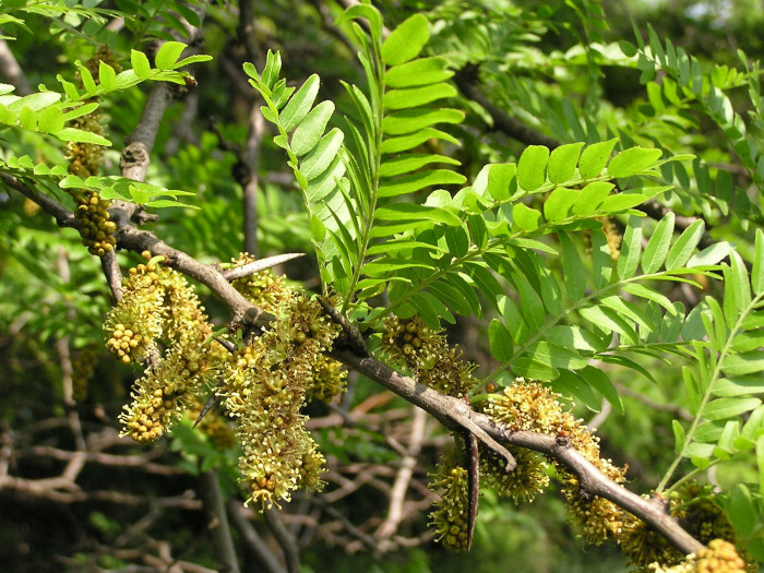 나비목 - Bauhinia, Gleditsia japonica for. inarmata