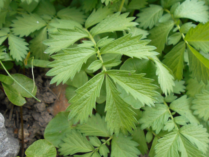 짚신나물 - Hairy vein agrimony, Agrimonia pilosa Ledeb.