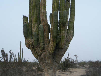 무륜주 사진 - Pachycereus pringlei (S.Watson) Britton & Ros Photos