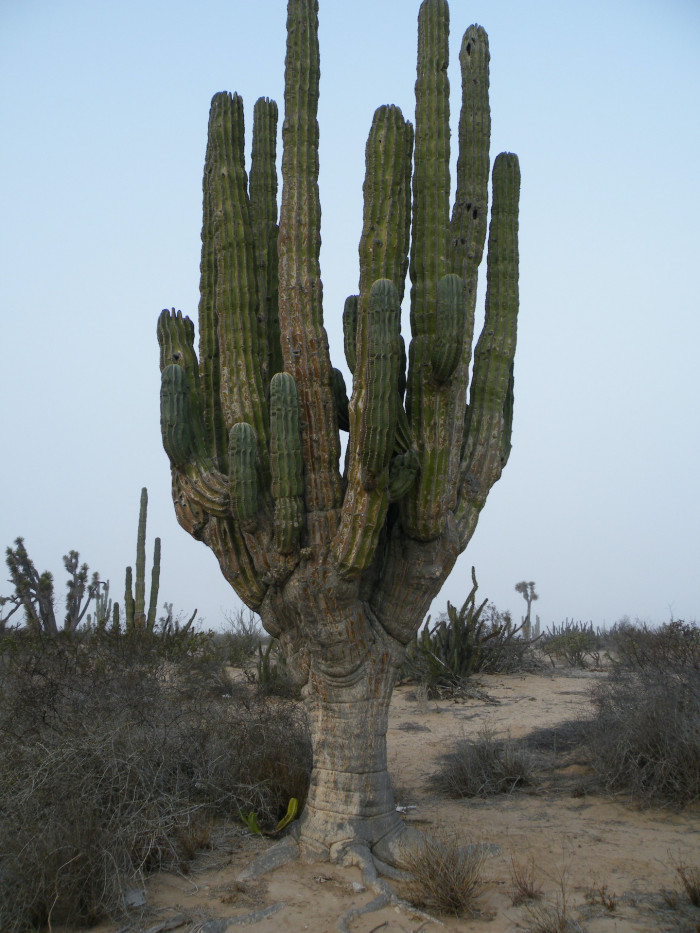 무륜주 - Cardon, Elephant Cactus, Mexican Giant Cactus, Pachycereus pringlei (S.Watson) Britton & Ros