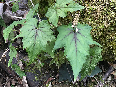 매화헐떨이풀 사진 - Tiarella cordifolia v.collina \'Oakleaf\' Photos