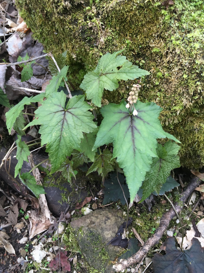 매화헐떨이풀 - heartleaf foamflower, heartleaved foamflower, Allegheny foamflower, false miterwort, Tiarella cordifolia v.collina 