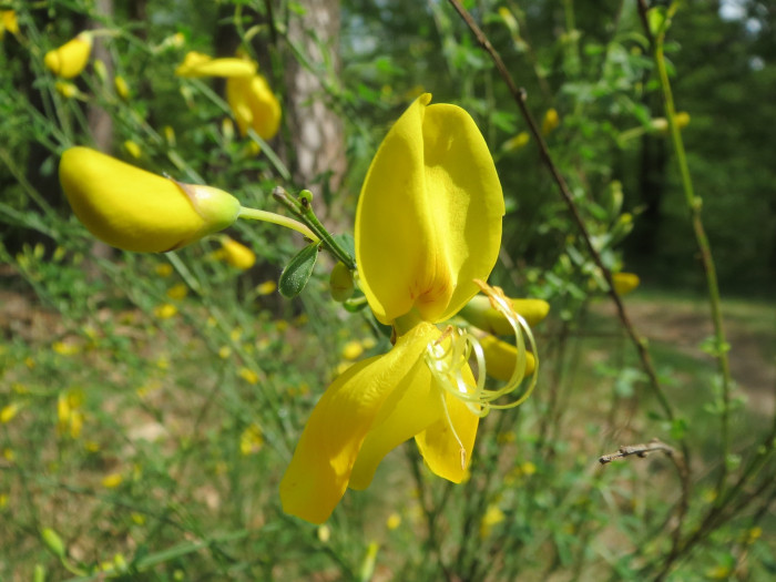양골담초 - Cytisus scoparius (L.) Link