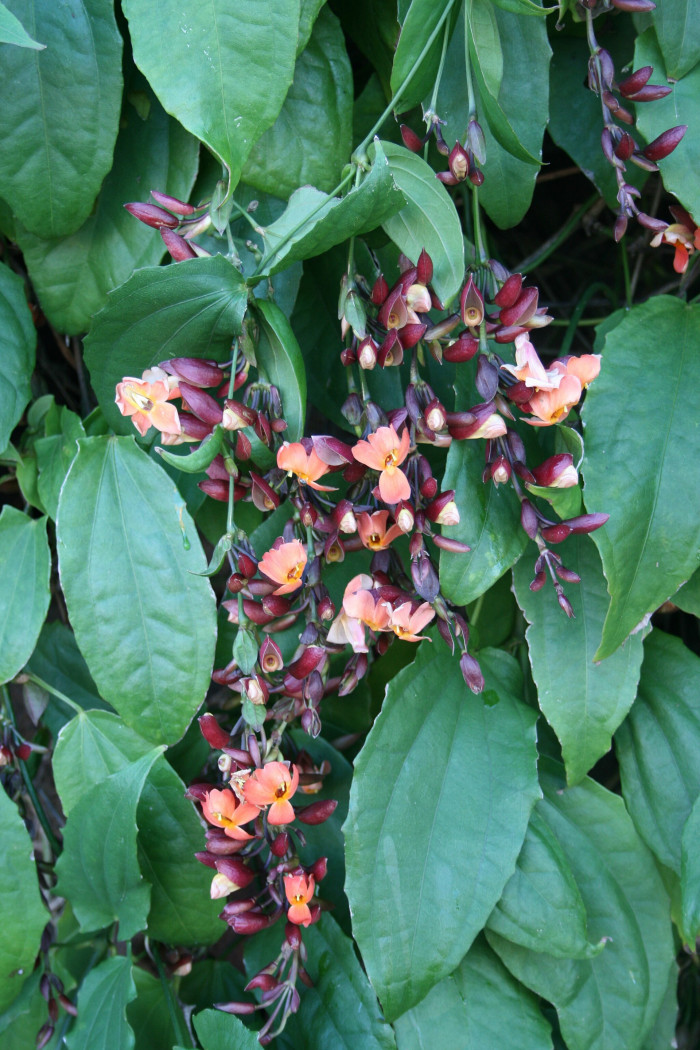 툰베르기아 코키니아 - Scarlet clock vine, Thunbergia coccinea