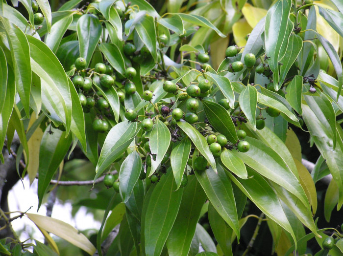 육계나무 - Cinnamomum loureirii Nees