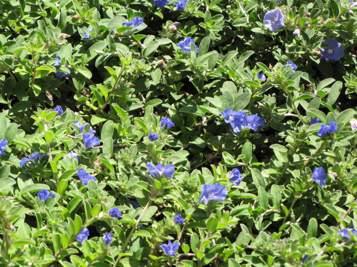아메리칸블루 - American blue, blue daze, Evolvulus giomeratus