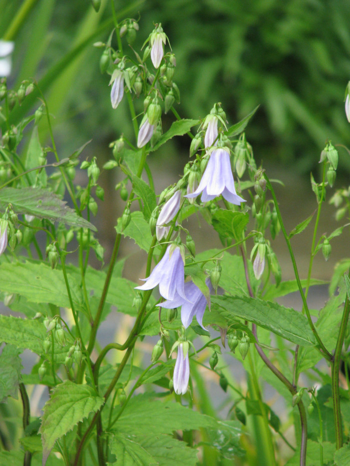 모시대 - Adenophora remotiflora (Siebold & Zucc.) Miq.