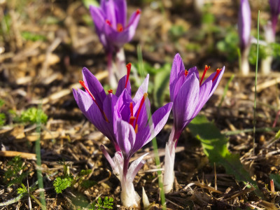 샤프란 사진 - Crocus sativus L. Photos