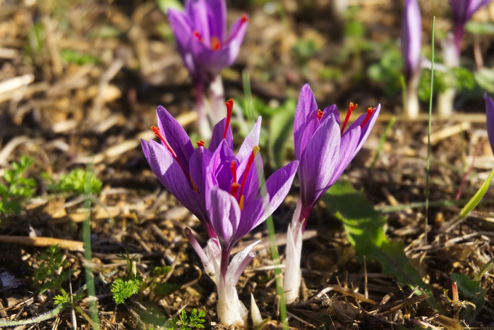 샤프란 - Saffron crocus, autumn crocus, Crocus sativus L.
