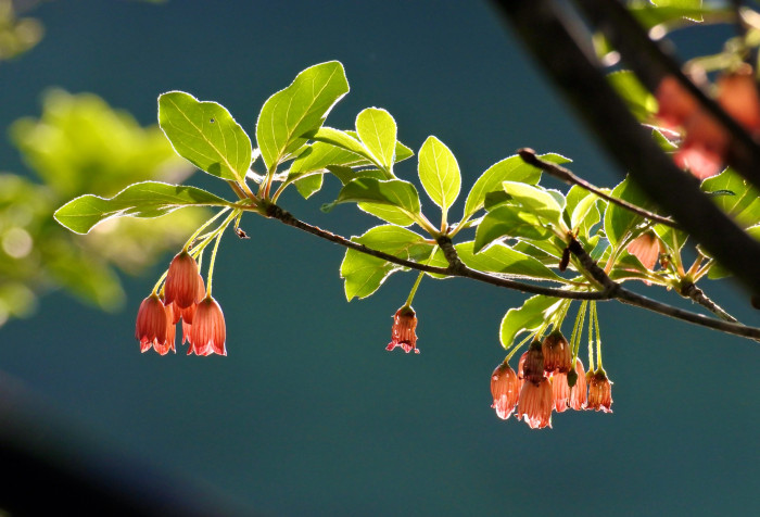 등대꽃 - Enkianthus campanulatus 