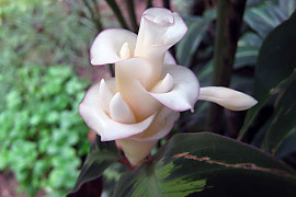 칼라데아 프레디 - Calathea concinna 'Freddie'