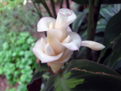 칼라데아 프레디 사진 - Calathea concinna \'Freddie\' Photos