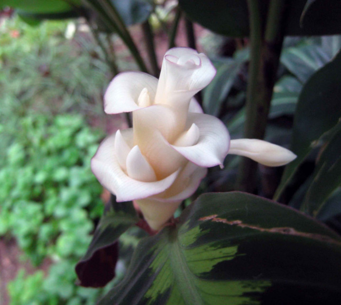 칼라데아 프레디 - Calathea concinna 