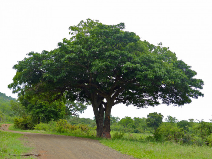 소시지나무 - Sausage Tree, Kigelia africana