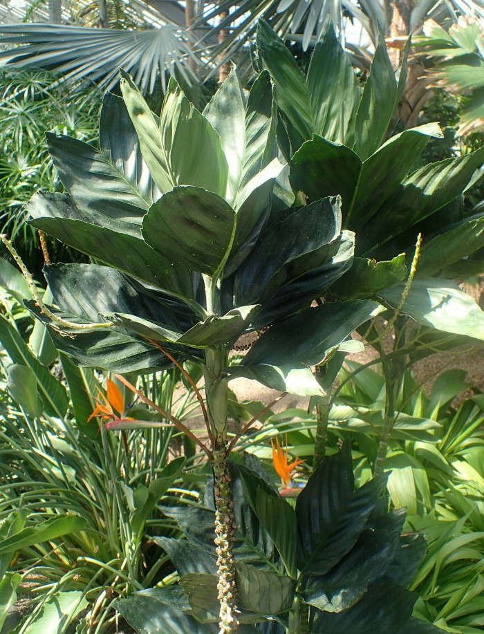 금속야자 - Metallica Palm, Chamaedorea metallica