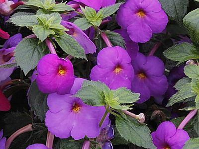 에키메네스 사진 - Achimenes longiflora Photos