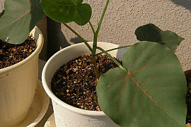 페티올라리스 - Ficus petiolaris