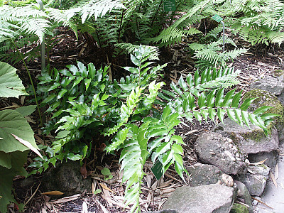 도깨비쇠고비 사진 - Cyrtomium falcatum (L.f.) C.Presl Photos