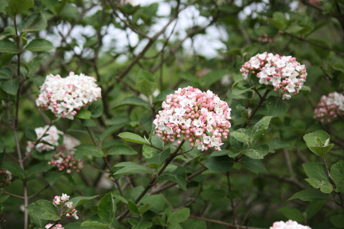 유럽분꽃 - Viburnum carlcephalum