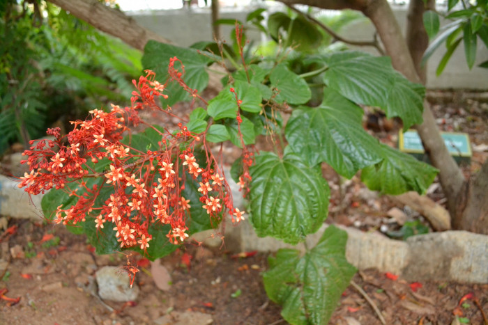 용선화 - Pagoda Flower, Pyramid flower, Temple flower, Clerodendrum paniculatum