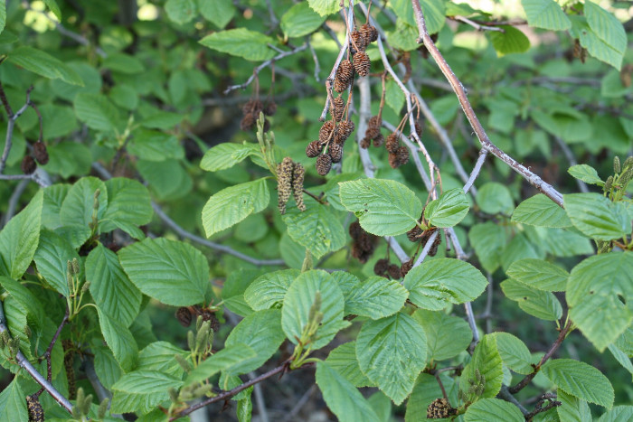 덤불오리나무 - Alnus mandshurica (Callier) Hand.-Mazz.
