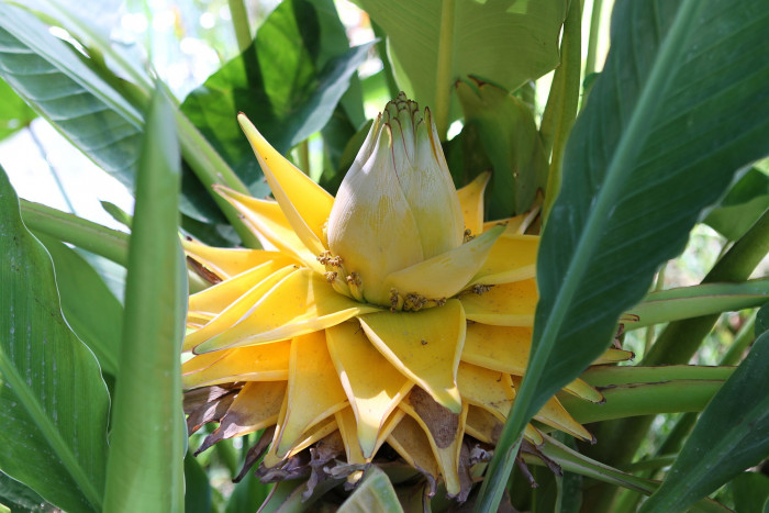 황금연꽃바나나 - Chinese yellow banana, Chinese dwarf banana, Golden lotus banana, Ensete lasiocarpum, Musella lasiocarpa