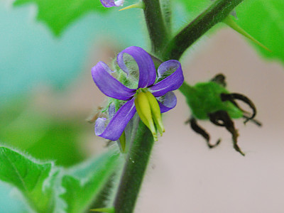 노랑혹가지 사진 - Solanum mammosum Photos