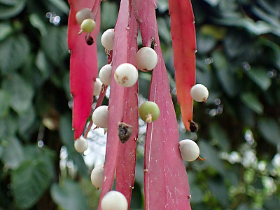 슈도립살리스 사진 - Pseudorhipsalis ramulosa Photos