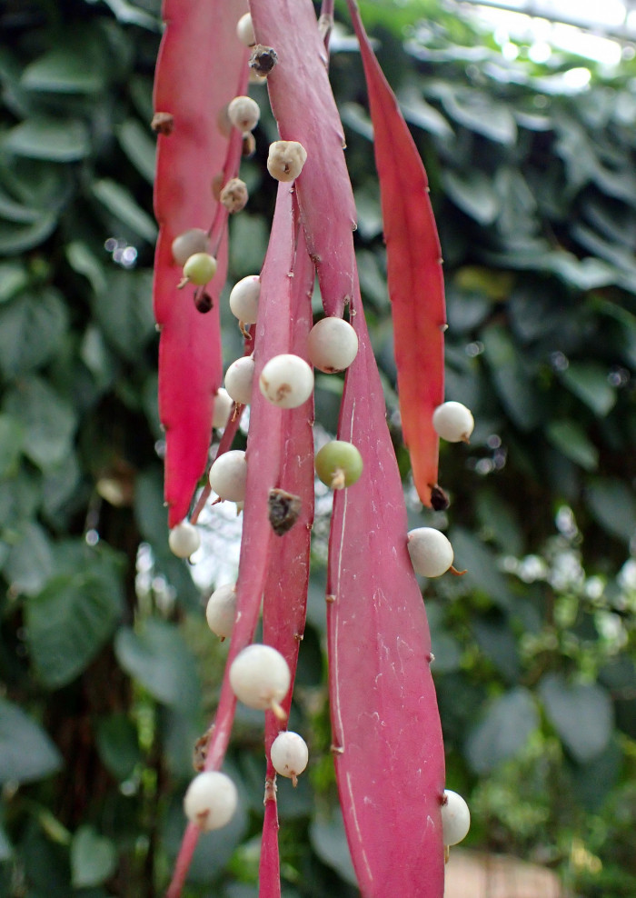 슈도립살리스 - Red mistletoe cactus, Pseudorhipsalis ramulosa
