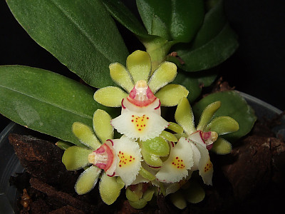 탐라란 사진 - Gastrochilus japonicus (Makino) Schltr. Photos