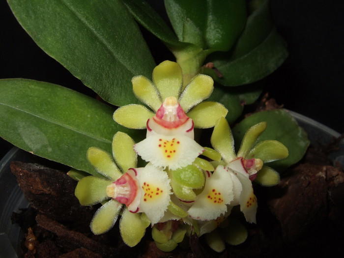 탐라란 - Gastrochilus japonicus (Makino) Schltr.