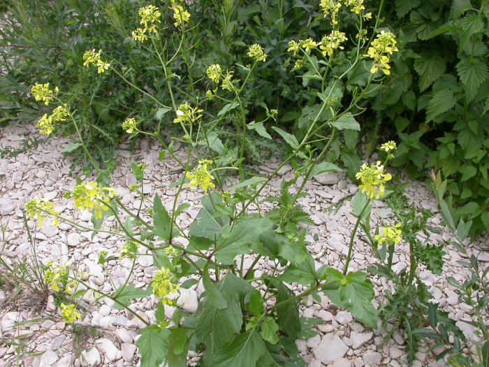 들갓 - Sinapis arvensis L. var. arvensis
