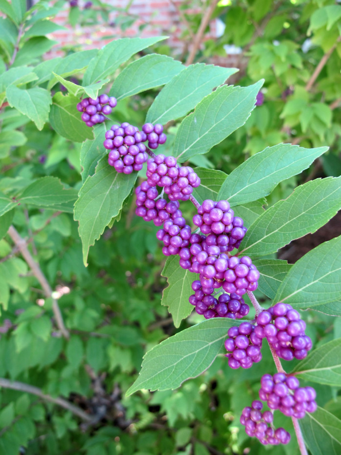 좀작살나무 - Callicarpa dichotoma (Lour.) K.Koch