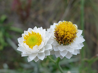 조갑지국화 사진 - Ammobium alatum Photos