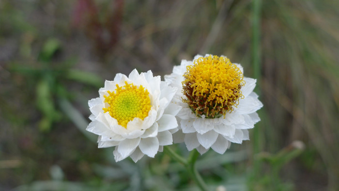 조갑지국화 - Ammobium alatum